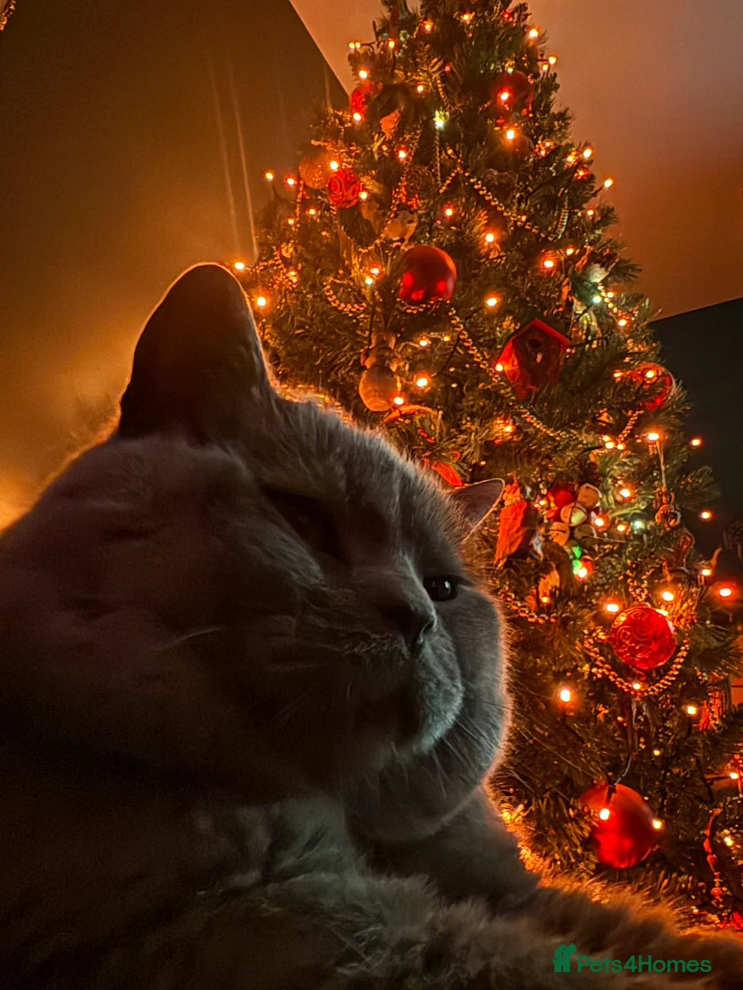 British Shorthair cats for stud: GCCF Active Registered Blue British Shorthair in Bristol - Advert 8