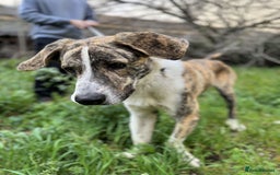 Mixed Breed dogs for adoption: 💔 OLIVER, RETURNED OUT OF SHAME 💔 - Image 4