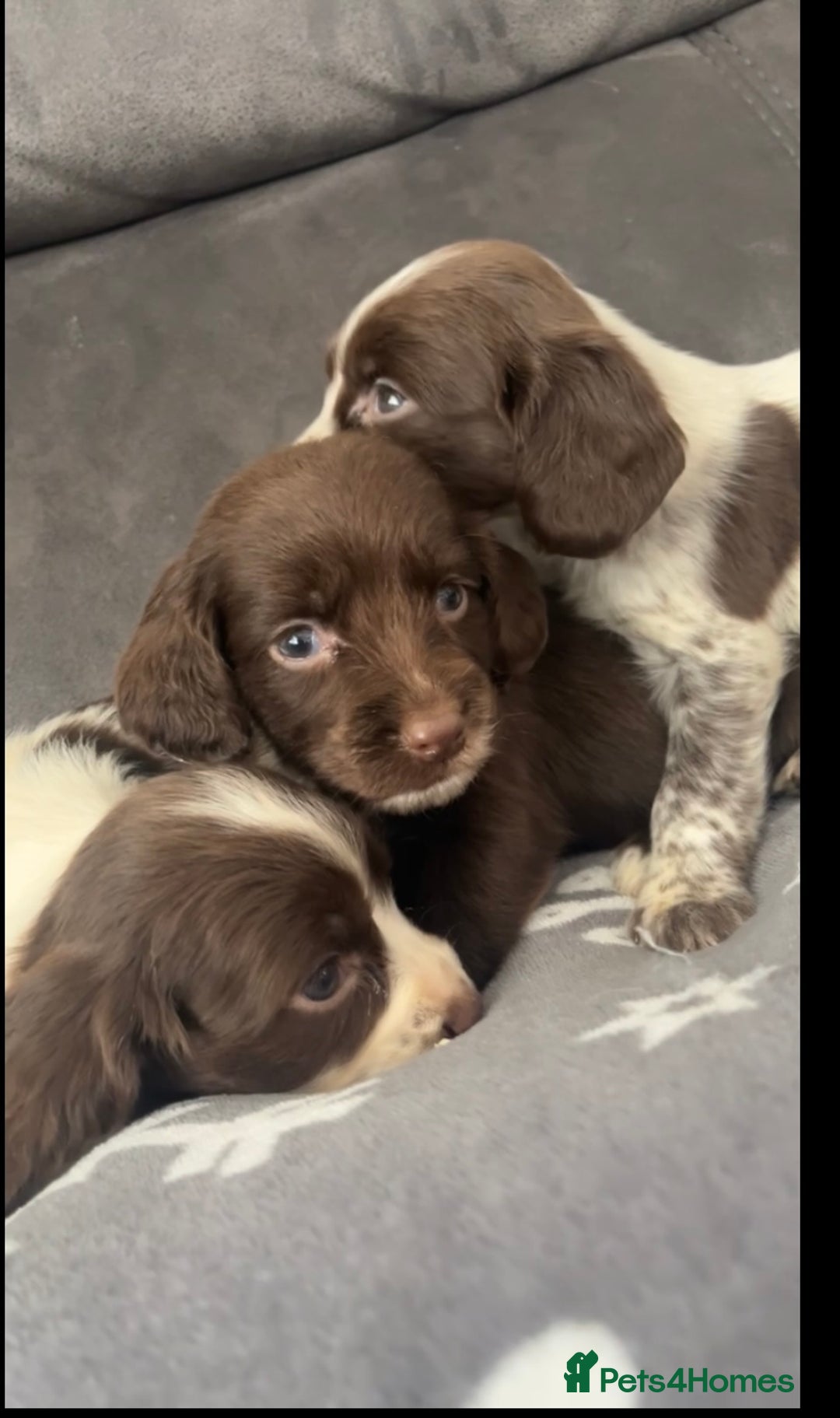 Cocker Spaniel dogs for sale: Cocker Spaniel Puppy’s  - Image 33
