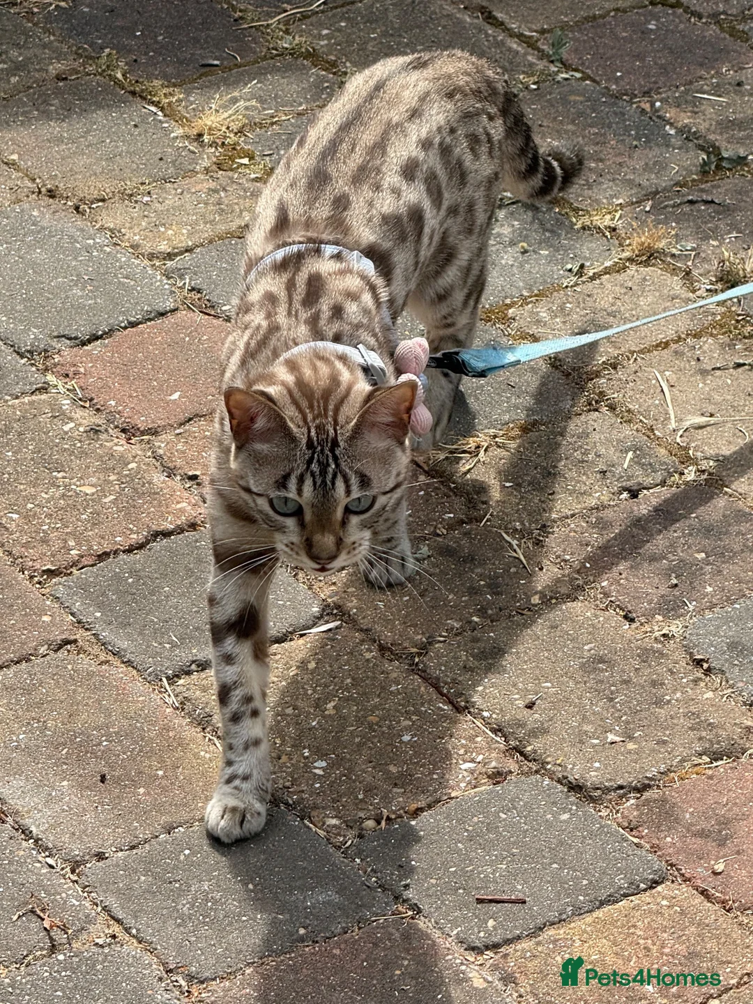 Bengal cats for sale: 5 year old Bengal Snow Mink - Advert 2
