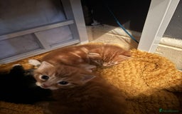 Mixed Breed cats for sale: 2 ginger males - Image 3