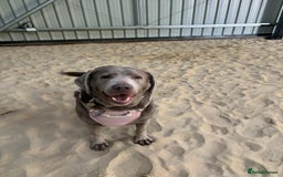 Labrador Retriever dogs for adoption: Willow - Image 3