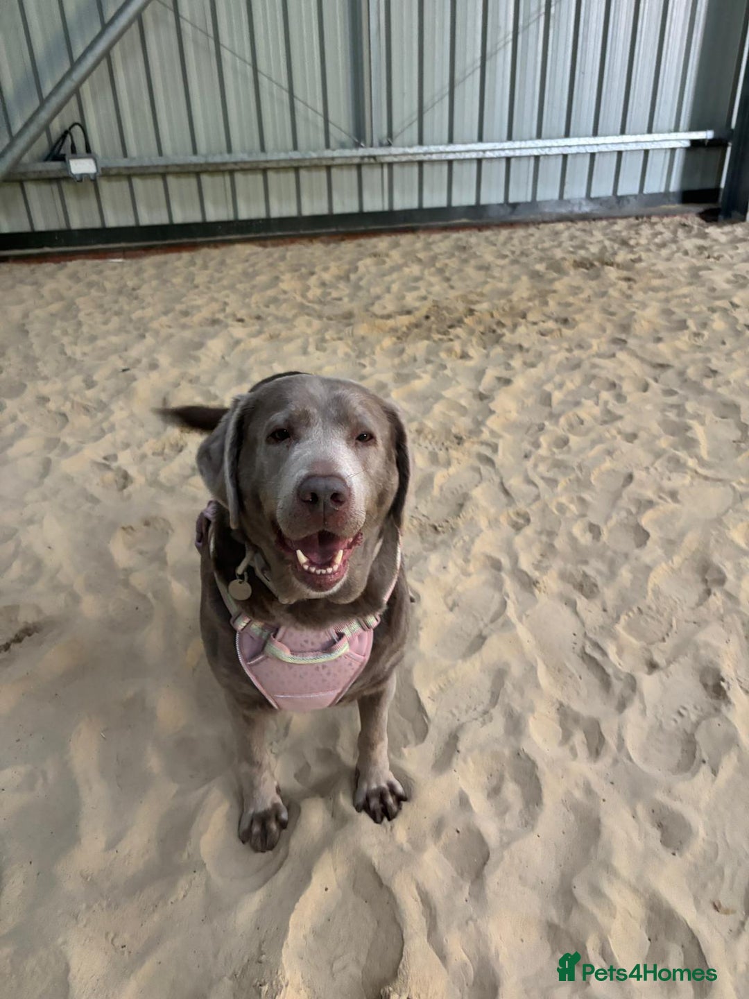 Labrador Retriever dogs for adoption: Willow - Image 3