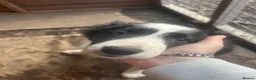 Border Collie dogs for sale: stunning old fashion collie boy - Advert 13