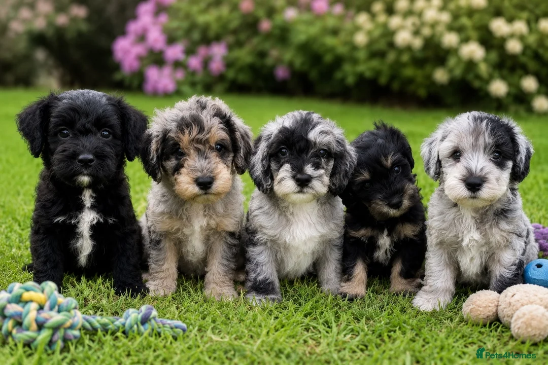 Schnoodle dogs for sale: Rare Schnoodle Babies - Advert 1