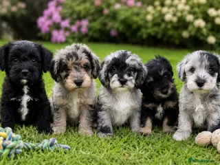 Schnoodle dogs Rare Schnoodle Babies - Advert 4