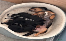 Miniature Dachshund dogs for sale: 🐾 Beautiful Miniature Dachshund 4 Girls 💕 🐾 - Image 11