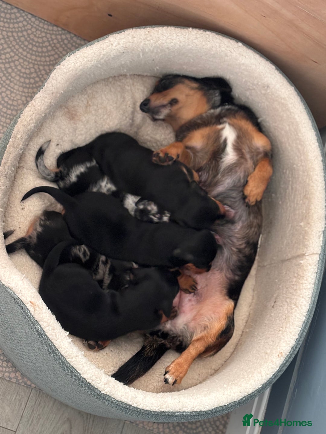 Miniature Dachshund dogs for sale: 🐾 Beautiful Miniature Dachshund 4 Girls 💕 🐾 - Image 11