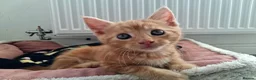 Maine Coon cats for sale: 4 maincoon babies  - Advert 7
