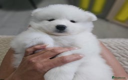 Samoyed dogs for sale: Beautiful Samoyed Puppies! ✨* - Image 22