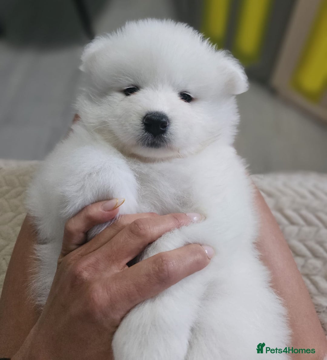 Samoyed dogs for sale: Beautiful Samoyed Puppies! ✨* - Image 22