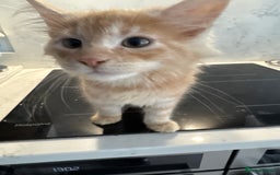 Maine Coon cats for sale: GCCF Registered Kittens. Beautiful lively kittens  - Image 12