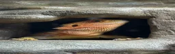 Bearded Dragon reptiles for sale: 10 month old female bearded dragon  in Pembroke Dock - Advert 2