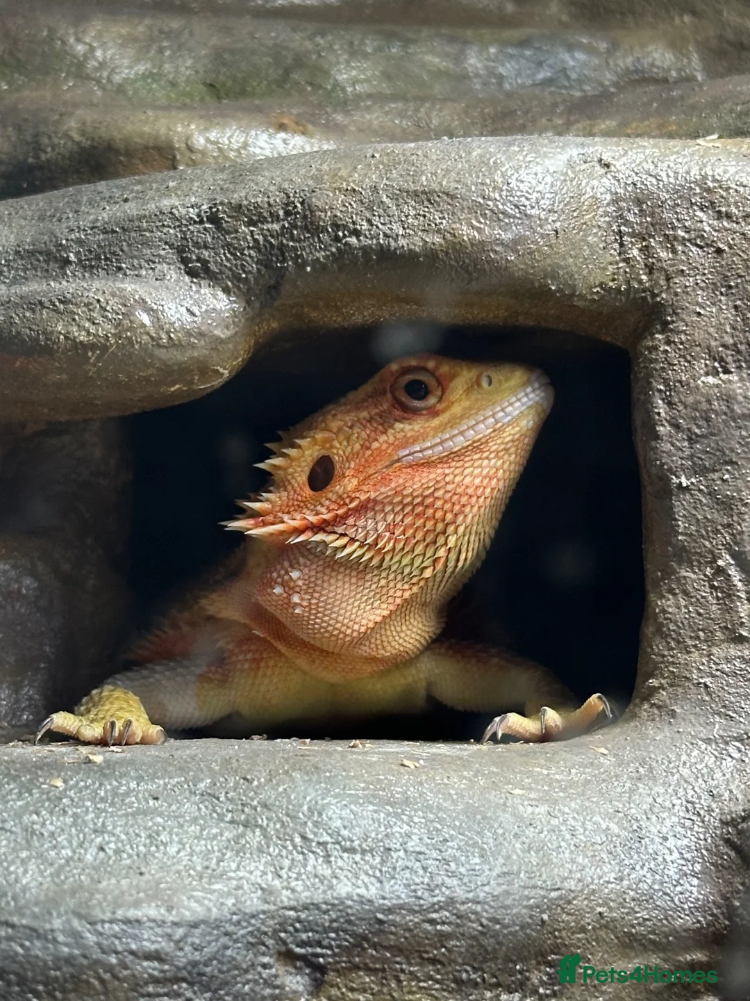 Bearded Dragon reptiles for sale: 10 month old female bearded dragon  in Pembroke Dock - Advert 2