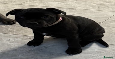 Staffordshire Bull Terrier dogs - Advert 14