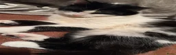 Domestic Shorthair cats for sale: 2 Gorgeous, Semi-Long haired, 11 week old Siblings - Advert 14