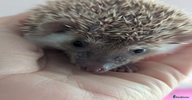 Pygmy Hedgehog rodents - Advert 6