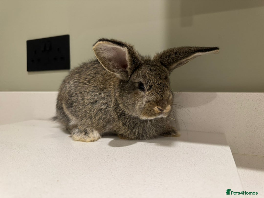 New Zealand rabbits for sale: New Zealand lops  - Advert 8