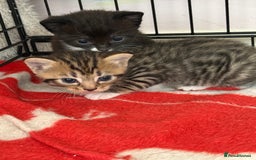 Mixed Breed cats for sale: Kittens - Image 5