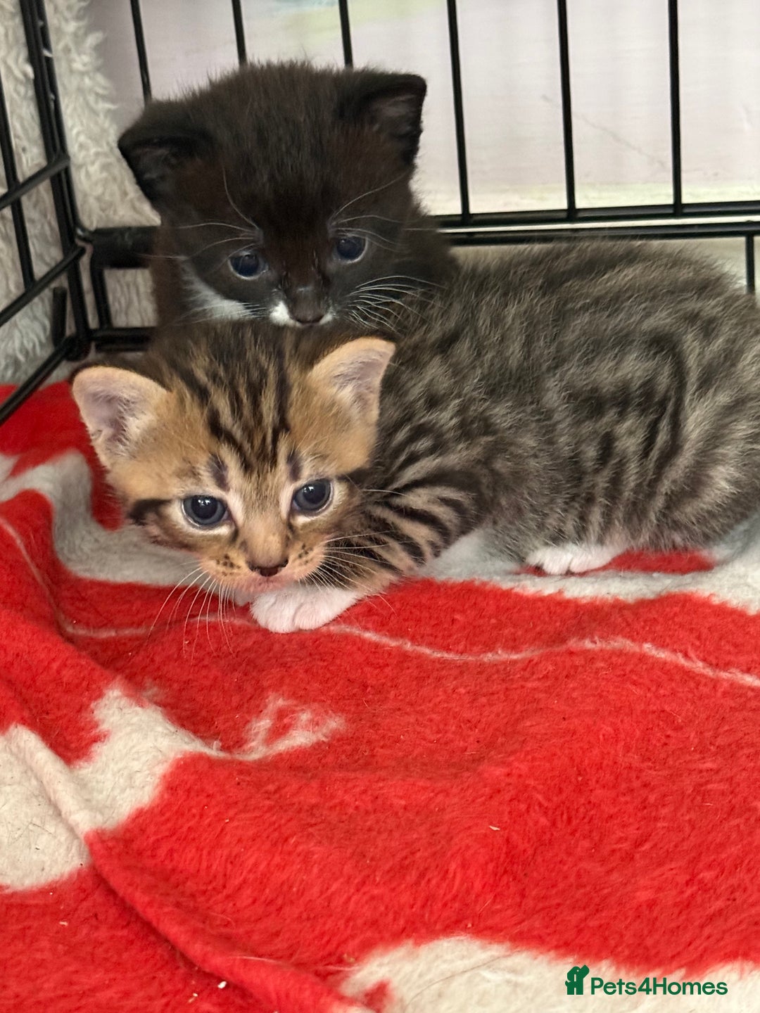 Mixed Breed cats for sale: Kittens - Image 5