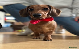 Miniature Dachshund dogs for stud: Smooth red miniature dachshund for stud - Image 3