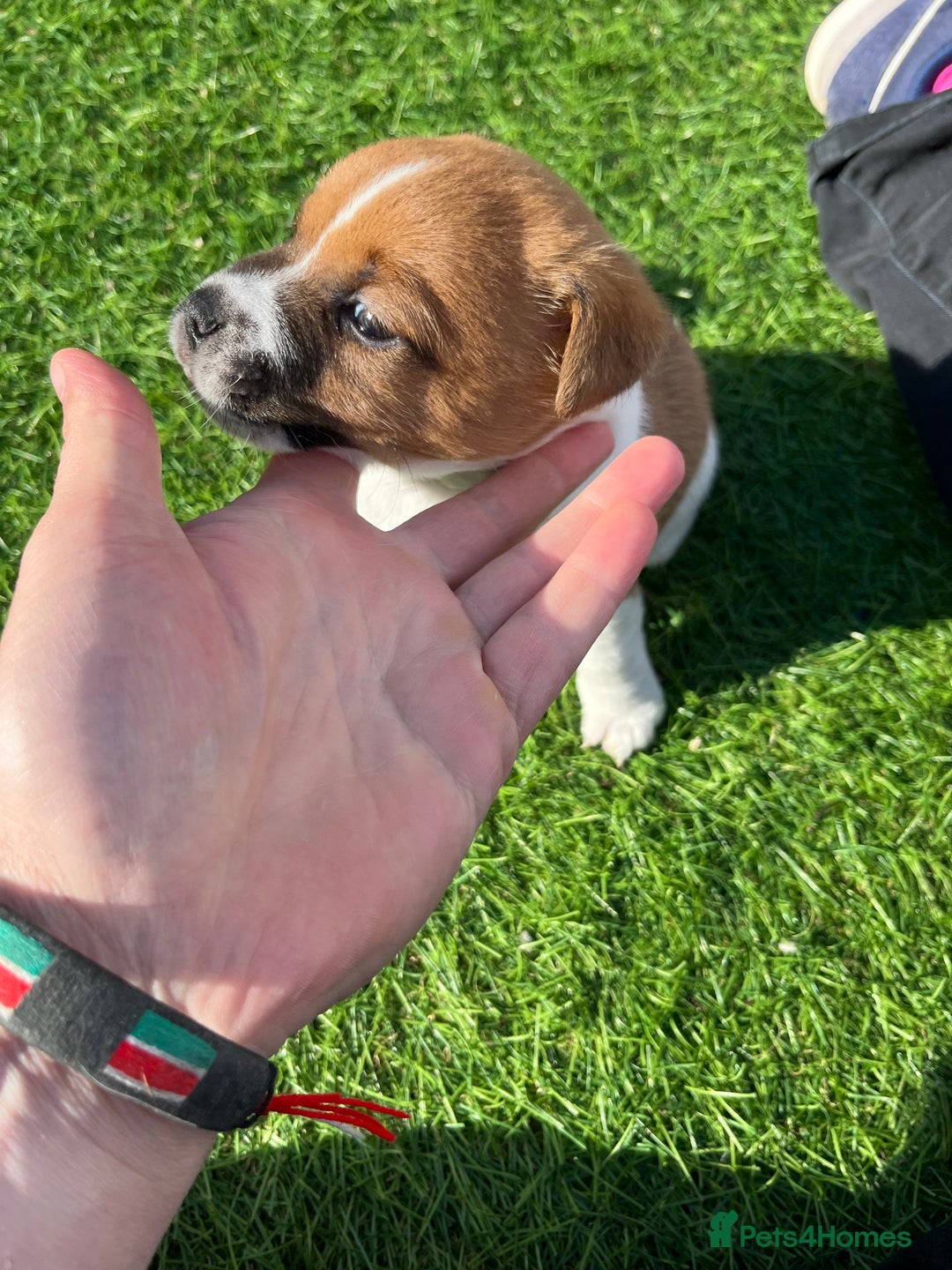Mixed Breed dogs for sale: Lovely Jack Russel/Plumber puppies - Image 15
