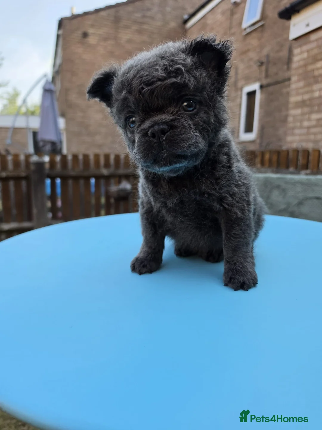 French Bulldog dogs for sale: Beautiful C2 Carrying Fluffy Frenchies - Advert 1