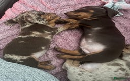 Dachshund dogs for sale: Beautiful miniature dachshunds  - Image 23