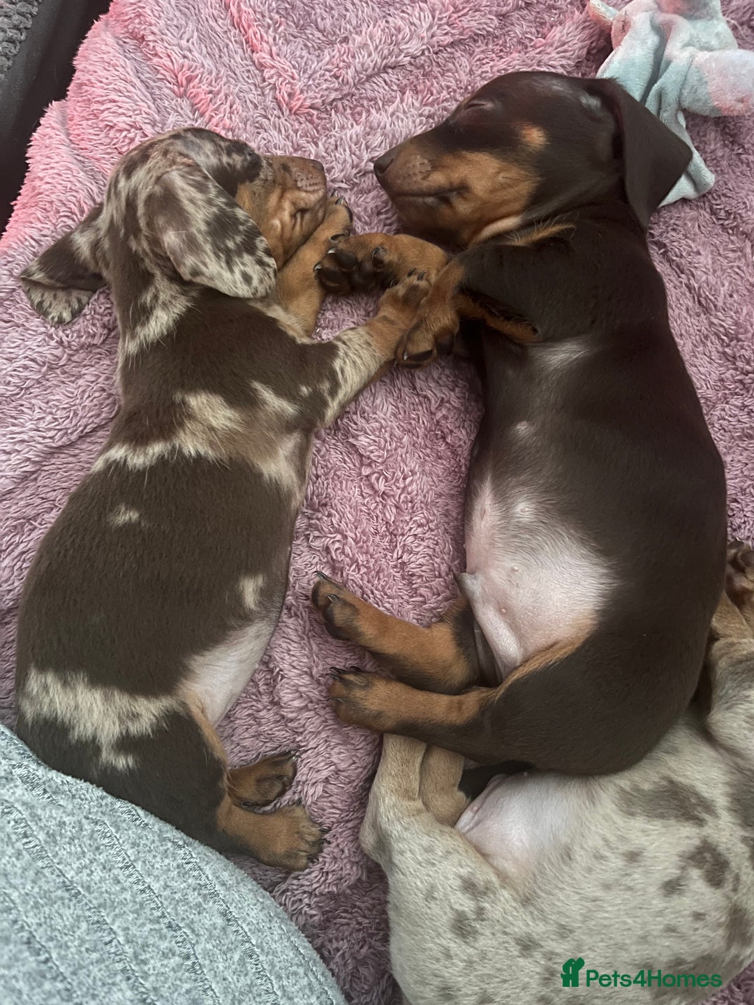 Dachshund dogs for sale: Beautiful miniature dachshunds  - Image 23