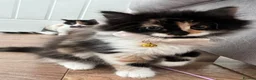 Mixed Breed cats for sale: Beautiful 8week old kittens  - Advert 1
