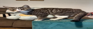 Tweetie-Pie