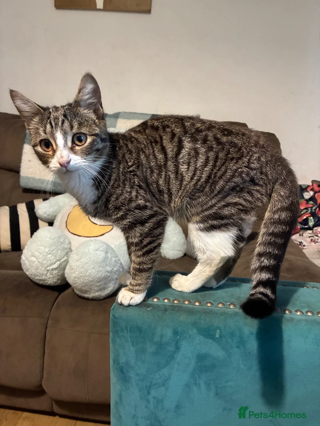 Domestic Shorthair cats for sale: 3 beautiful 6m old kittens need forever homes - Advert 2