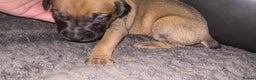 Mixed Breed dogs for sale: Belgian mali cross bullgreyhound PUPPIES  - Advert 31