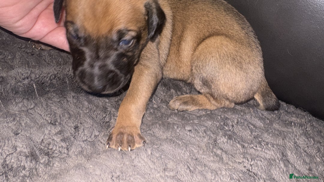 Mixed Breed dogs for sale: Belgian mali cross bullgreyhound PUPPIES  - Advert 31