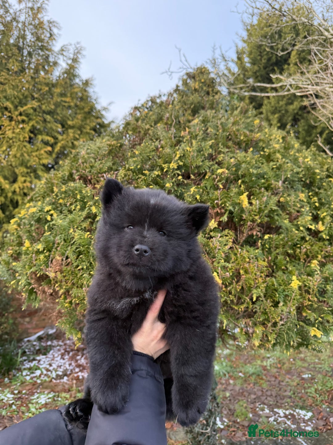 Mixed Breed dogs for sale: CHOWSKI PUPPYS READY TO GO!!  - Advert 8