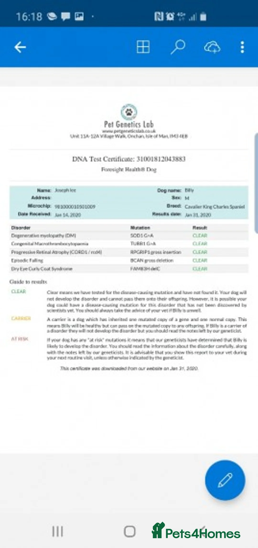 Cavalier King Charles Spaniel dogs for stud: Cavalier king Charles for STUD DNA TESTED in Salford - Advert 2