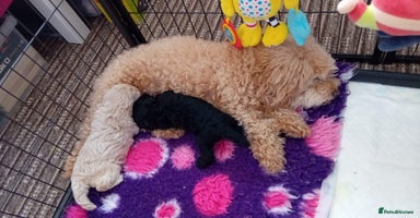 Toy Poodle dogs - Advert 4