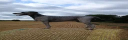 Lurcher dogs for sale: Deerhound/Alaunt  X  Poodle/Saluki puppies  - Advert 18