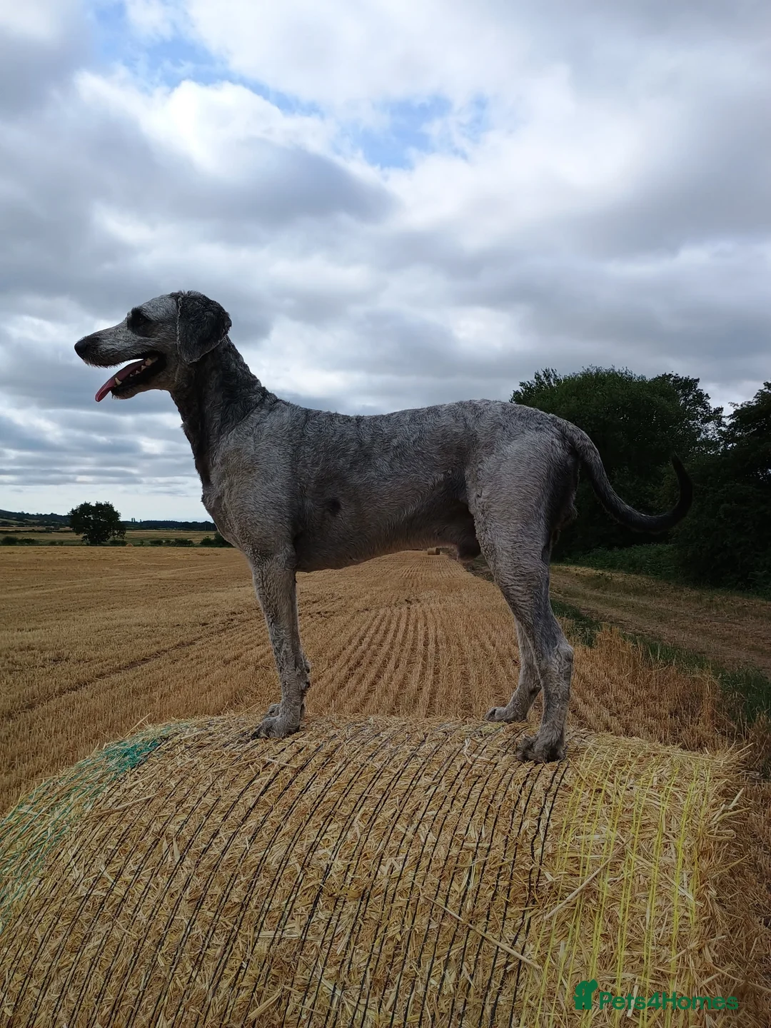 Lurcher dogs for sale: Deerhound/Alaunt  X  Poodle/Saluki puppies  - Advert 18