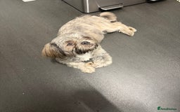 Shih Tzu dogs for sale: Female - Image 2