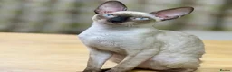 Cornish Rex cats for sale: Cornish Rex Kittens – Ready for Loving Homes - Advert 9