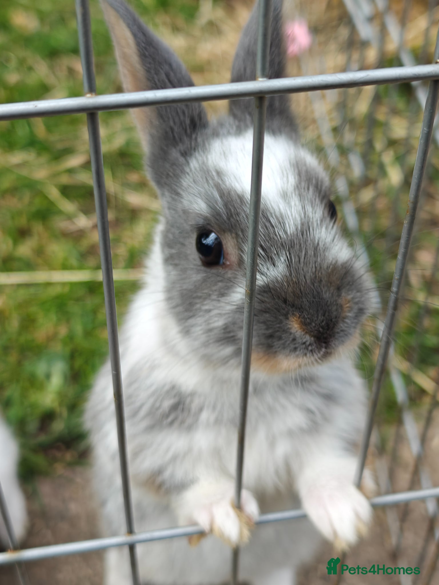 Rex rabbits Mini Rex Rabbits  - Advert 3