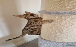 Bengal cats for sale: Amazing Bengal kittens 🥰 last boy left ❤️ in Corby - Image 36