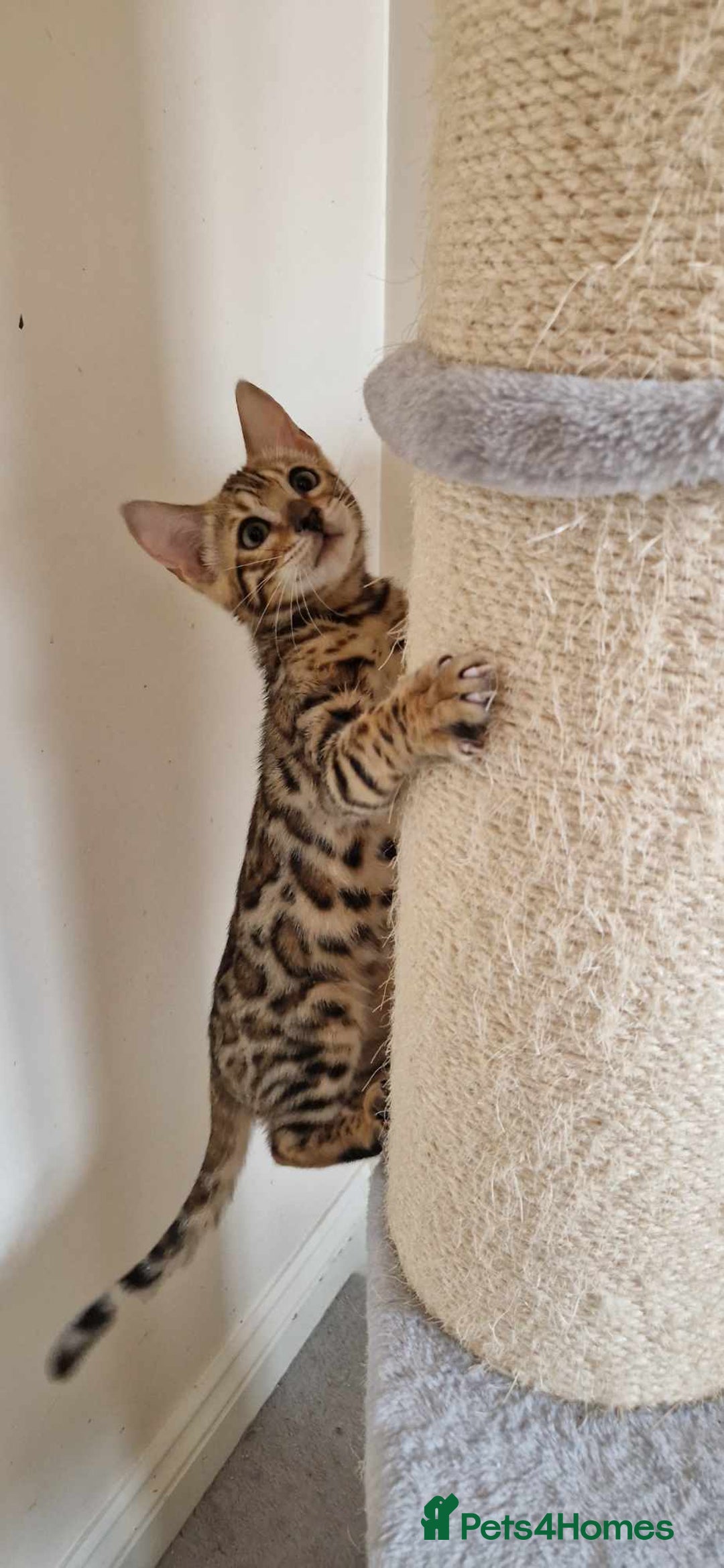 Bengal cats for sale: Amazing Bengal kittens 🥰 last boy left ❤️ in Corby - Image 36