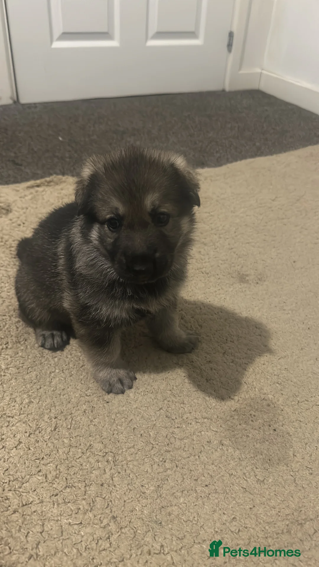 German Shepherd dogs for sale: German Shepherd - Advert 1