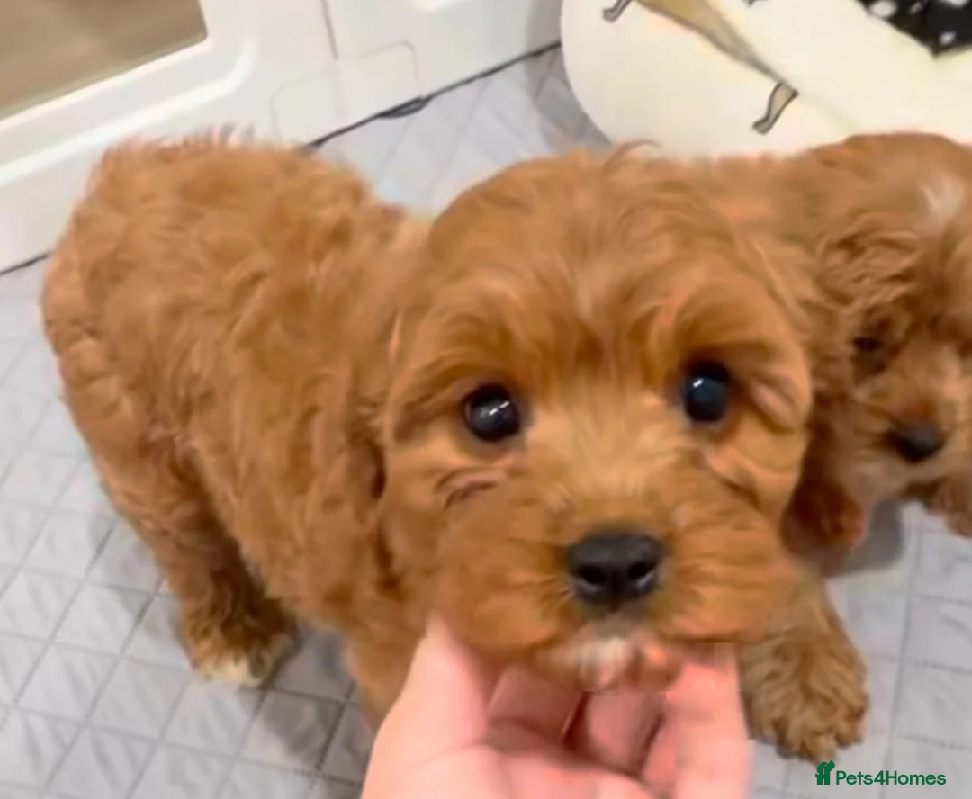 Cavapoo dogs for sale: F1B CAVAPOO PUPPIES  in Preston - Advert 2