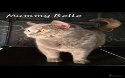 British Shorthair cats for sale: Stunning Champion Bloodline TICA reg kittens - Image 18