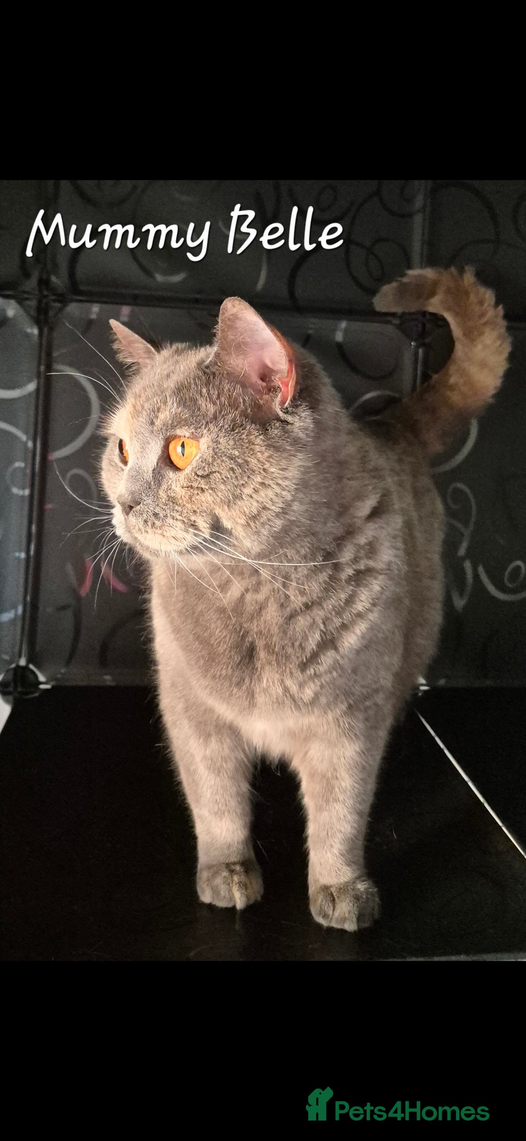 British Shorthair cats for sale: Stunning Champion Bloodline TICA reg kittens - Image 18