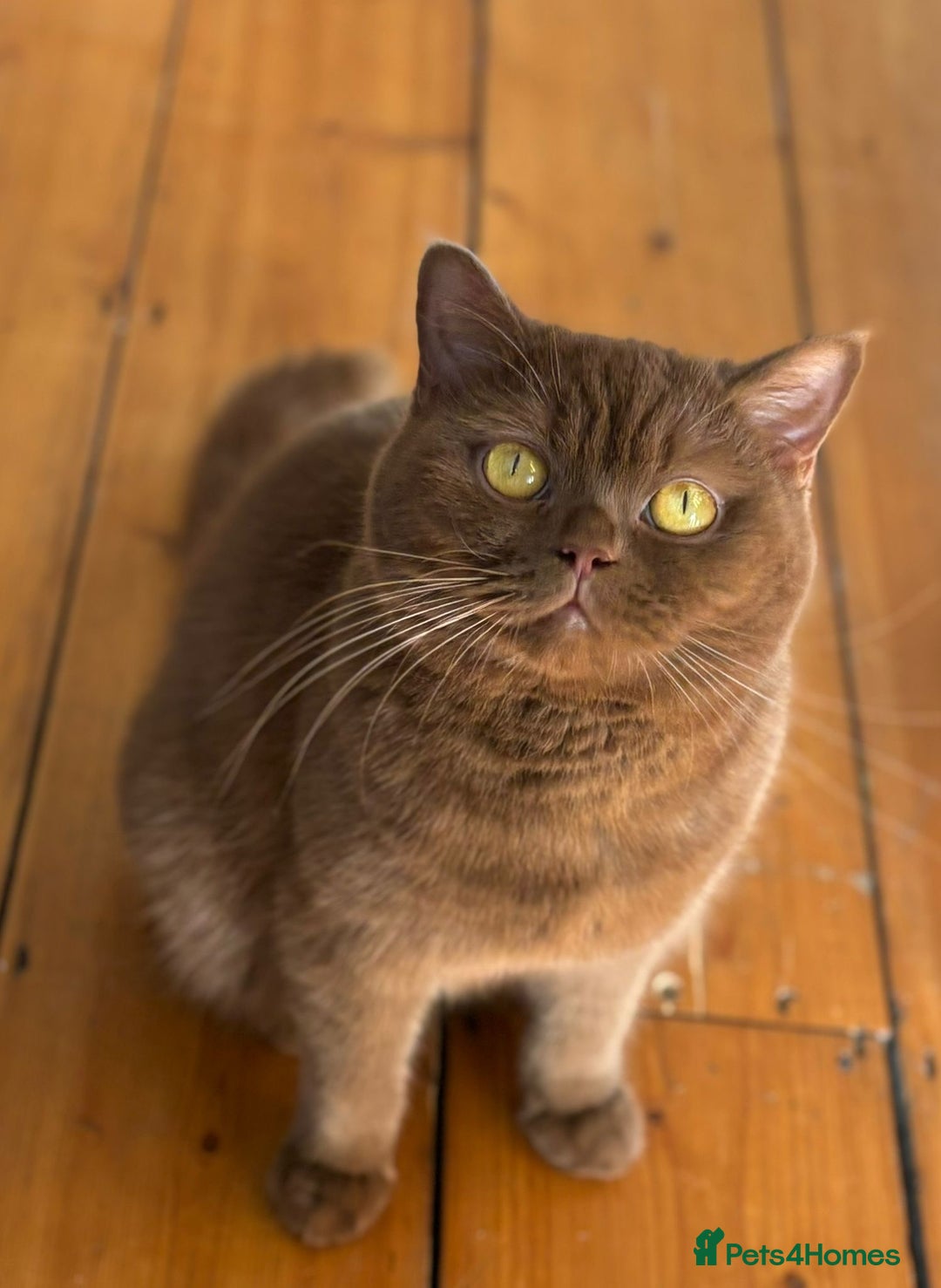 British Shorthair cats for sale: GCCF BSH show quality kittens  - Advert 1