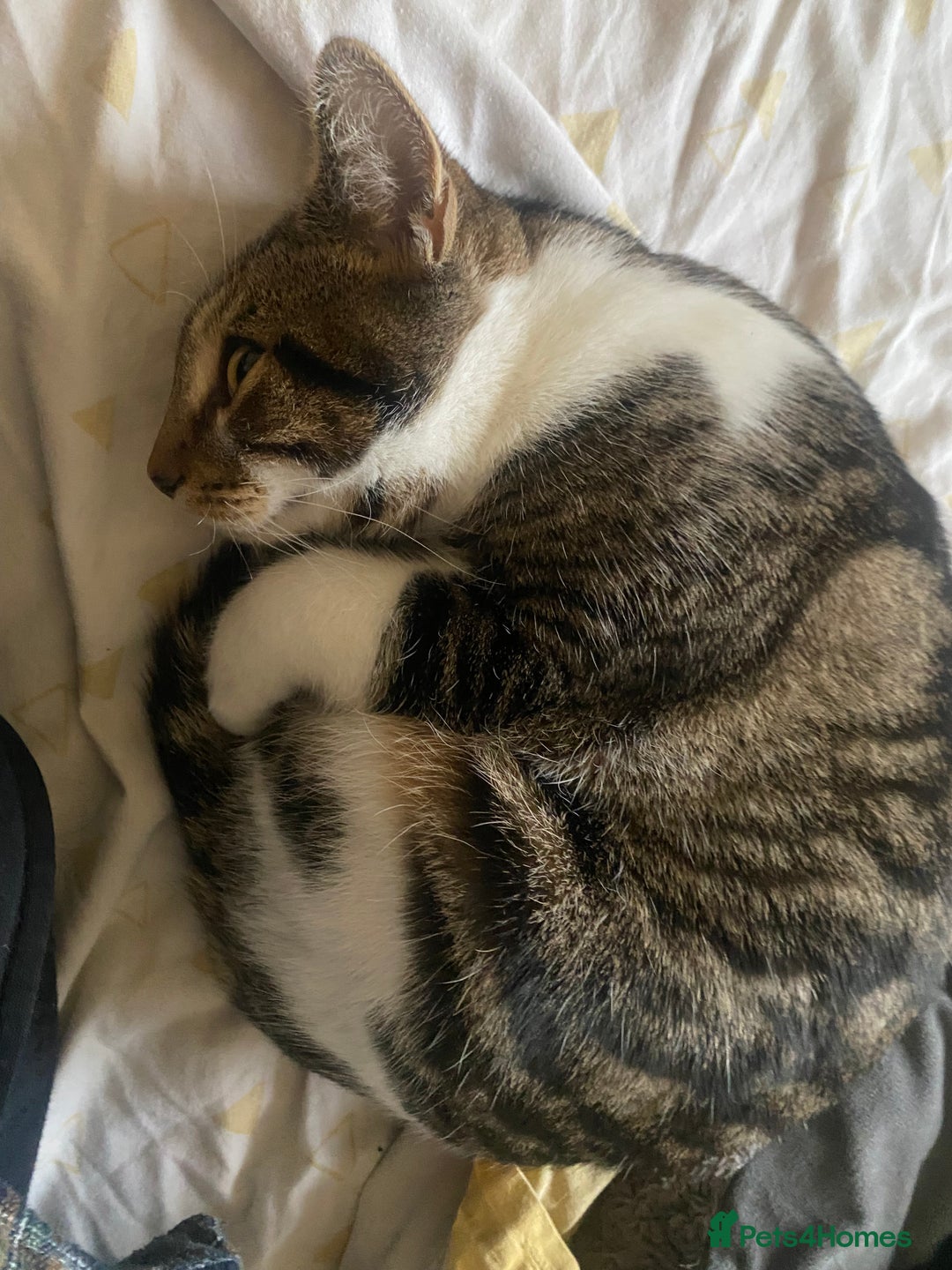 Domestic Shorthair cats for sale: 2 male kittens for rehome together 9 months old - Advert 4